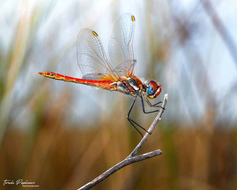 DRAGONFLY фото превью