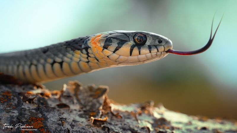 уж фото превью