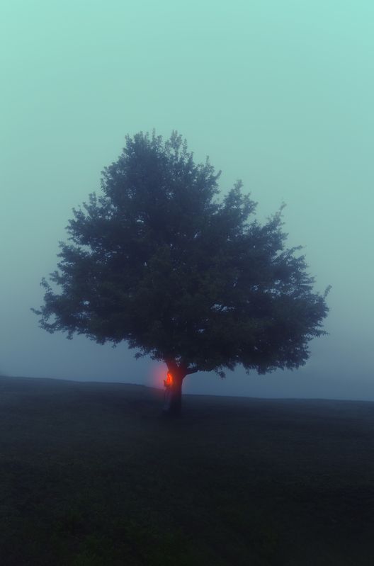 thoughts  the light  sorrow Loneliness forest  fog  limited vision фото превью