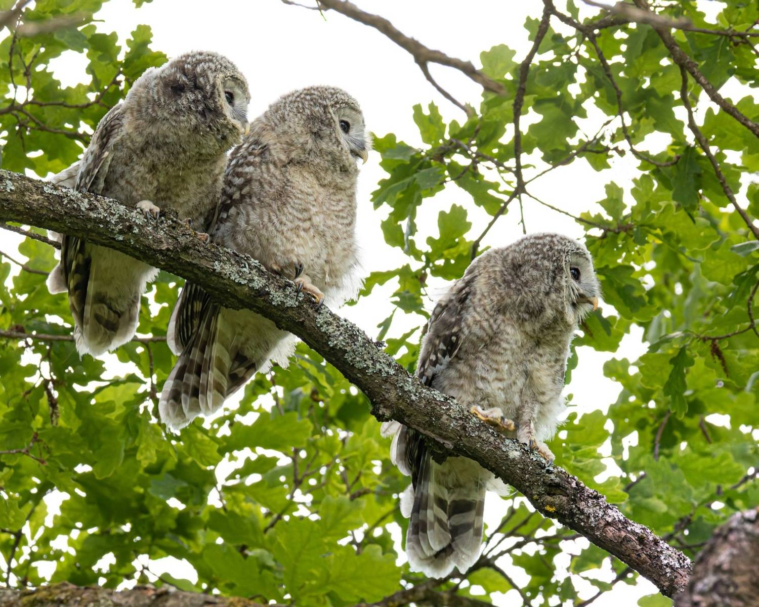 уральская неясыть, длиннохвостая неясыть, совенок, птицы, неясыть, Руслан Pl