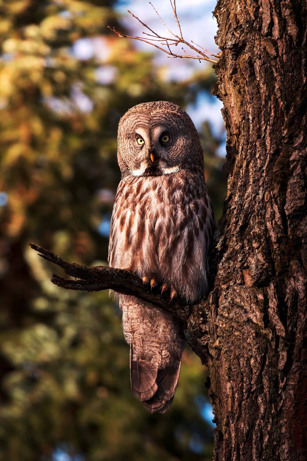 , Павел Ныриков