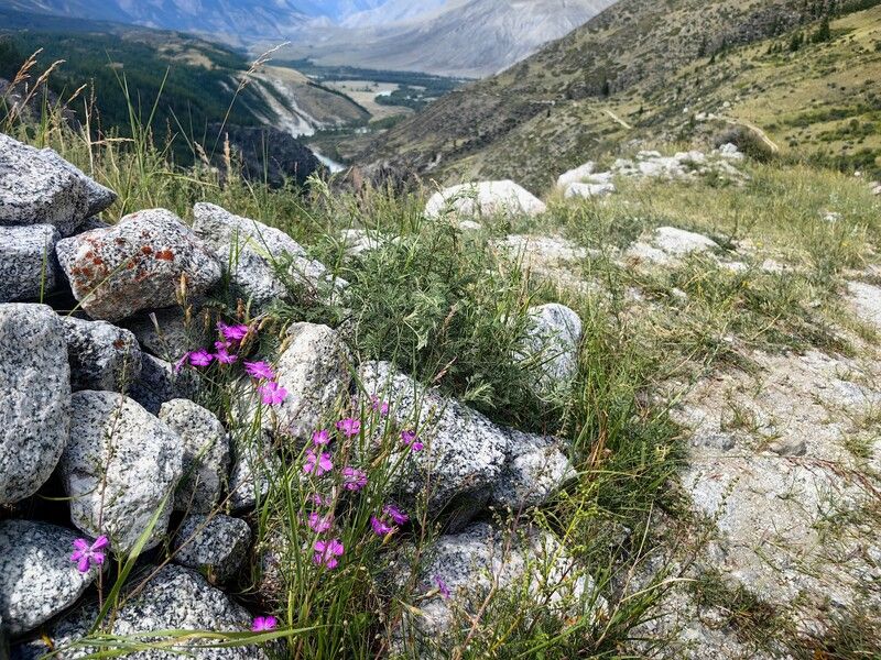природа,камни,горы,цветы,гвоздика,алтай Гвоздика в горах фото превью