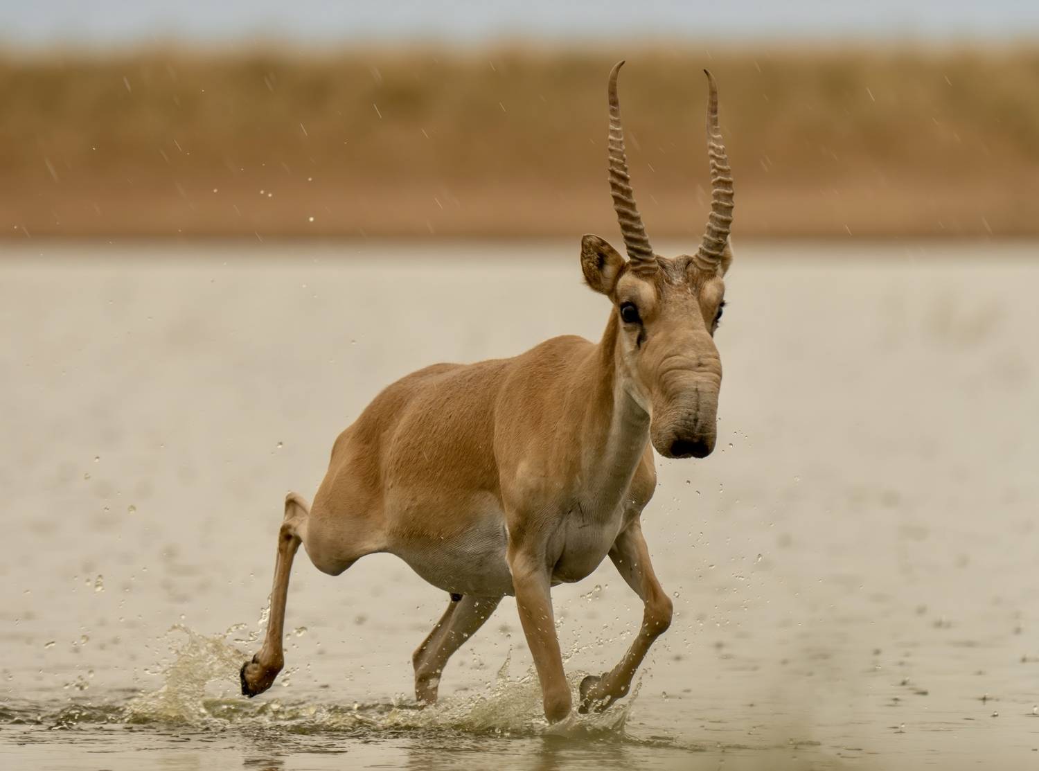 , Владимир Цветов