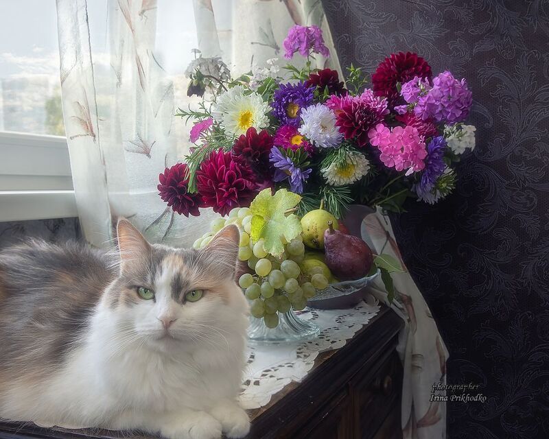 животные, питомцы, кошки, котята, натюрморт, интерьер Участники всех моих натюрмортов фото превью