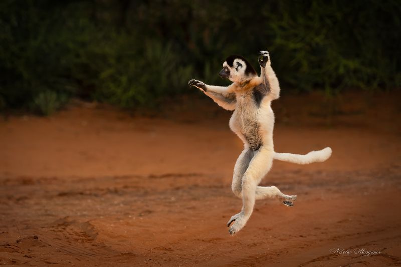 Танцующие сифаки фото превью