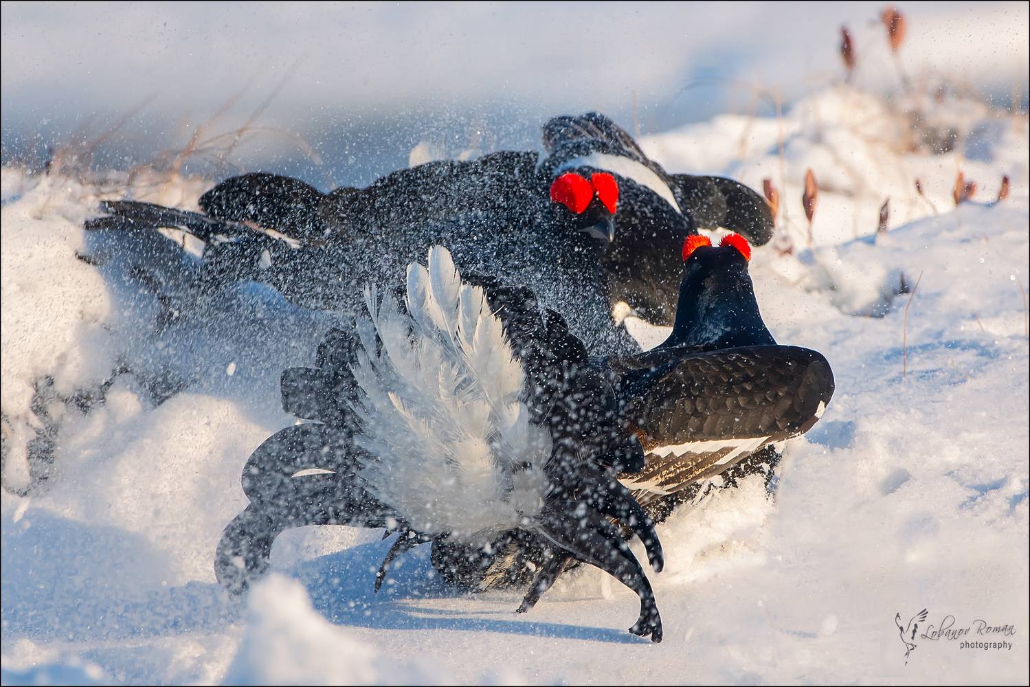 , Лобанов Роман