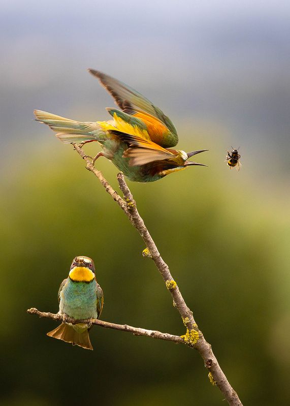 Bee-eater фото превью