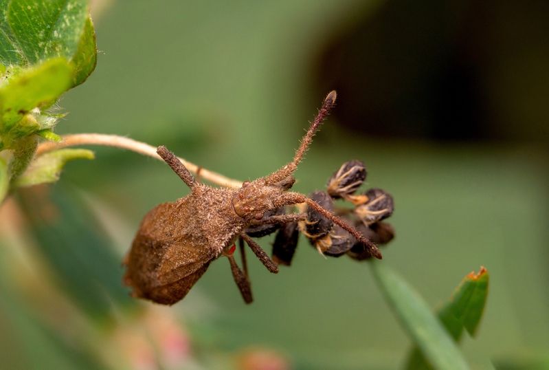 Coriomeris affinis фото превью