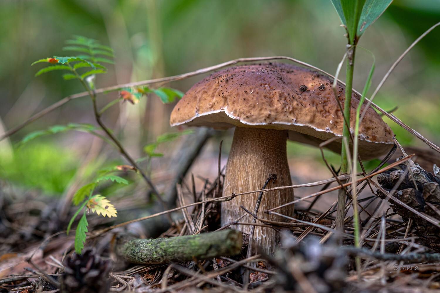 лето гриб растения, Александр Строков