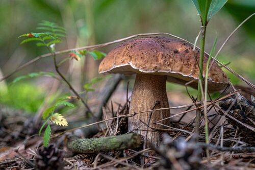 В лесу. Август.