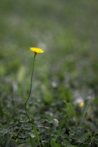 Один в поле...