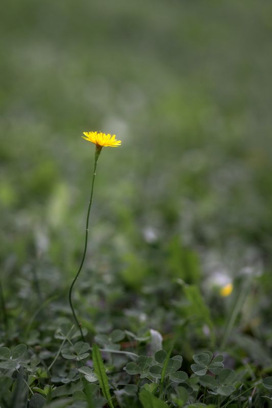 цветок, природа, макро, боке, флора Один в поле... фото превью