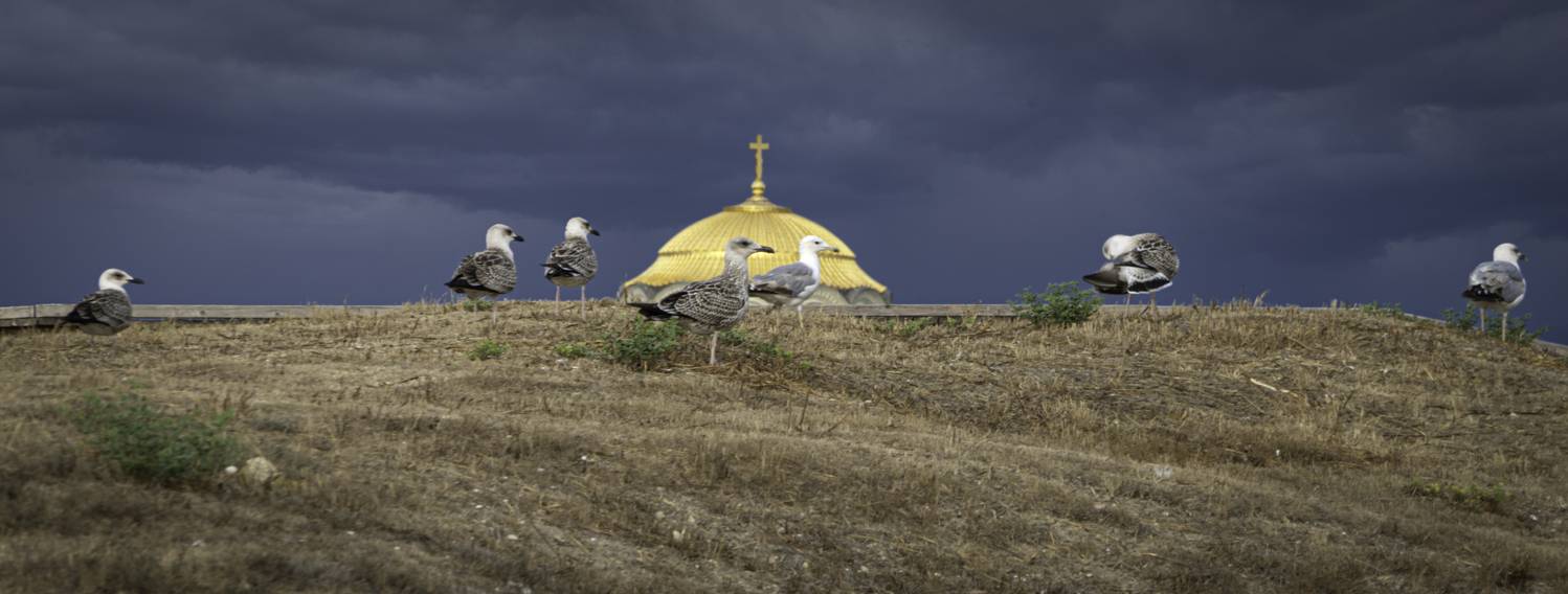 Россия, Крым, Севастополь, Херсонес Таврический, Свято-Владимирский собор, чайки, Гаврилов Юрий