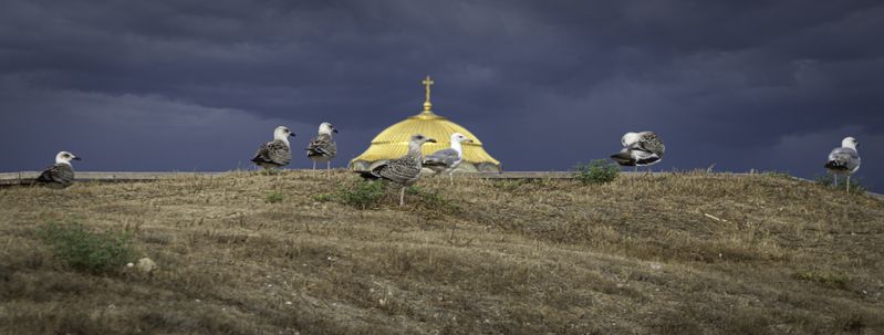 Россия, Крым, Севастополь, Херсонес Таврический, Свято-Владимирский собор, чайки А чайки как чайки, как и тысячи лет назад... фото превью
