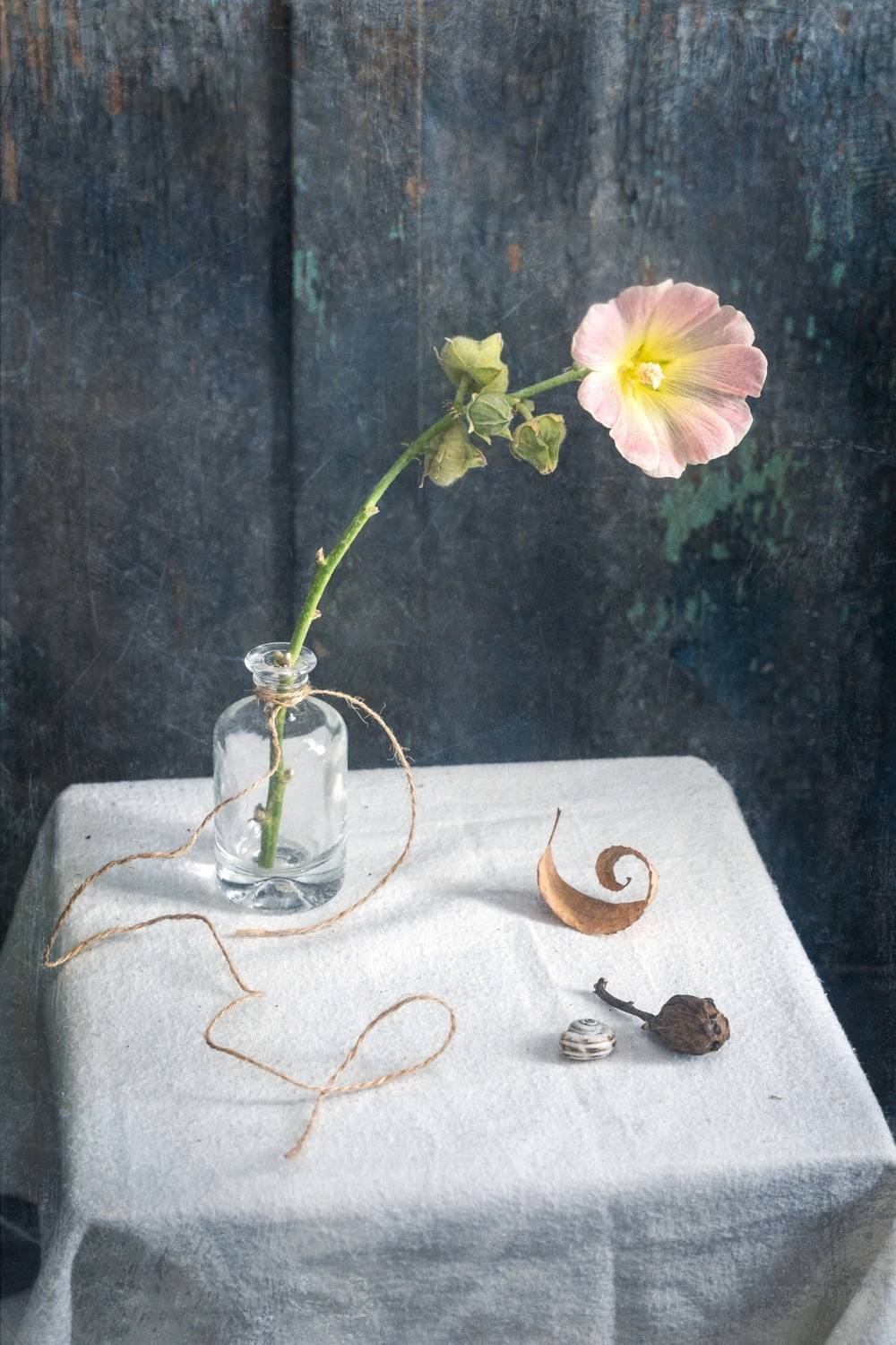 мальва, натюрморт, цветок, Анна Иванова