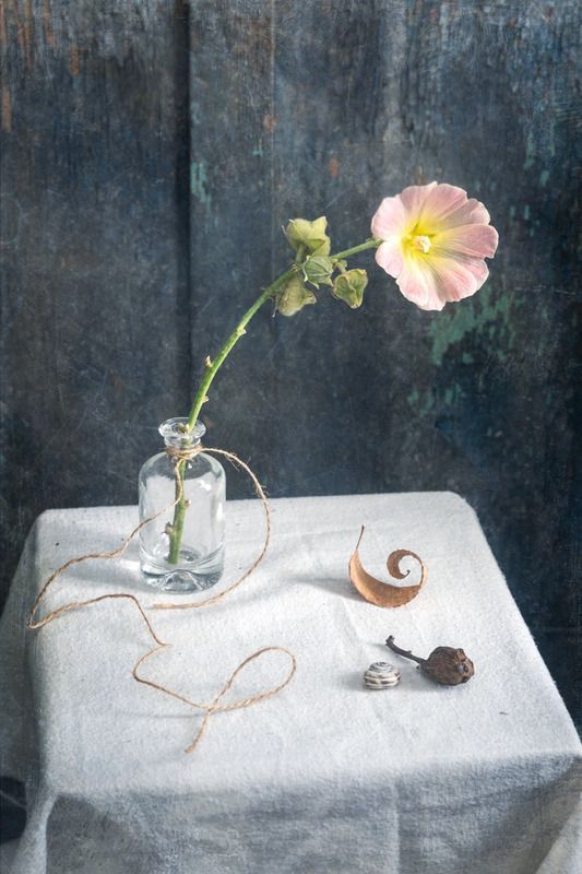 С мальвой фото превью