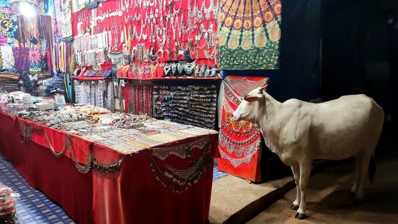 корова, гоа, путешествия, cow, goa, travel, to buy, shopping For shopping 2 фото превью