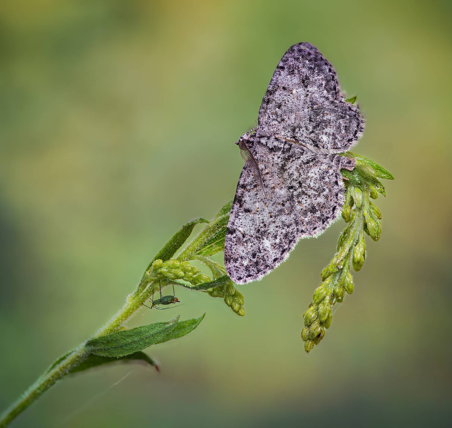 moth, butterfly, beetle, insect, fall, autumn, stink bug, macro, leaves, season, seasons, camouflage, camouflaged,, Atul Saluja