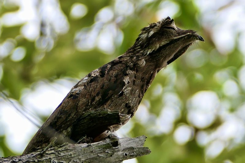 Animals, Common potoo, Birds, Costa Rica, Wild Life, Bokeh, Rare bird, Обыкновенный поту, Птицы,  Это не ветка и не коряга, а редкая птица обыкновенный поту в Коста Рике. фото превью