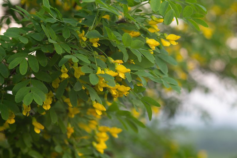 Акация фото превью