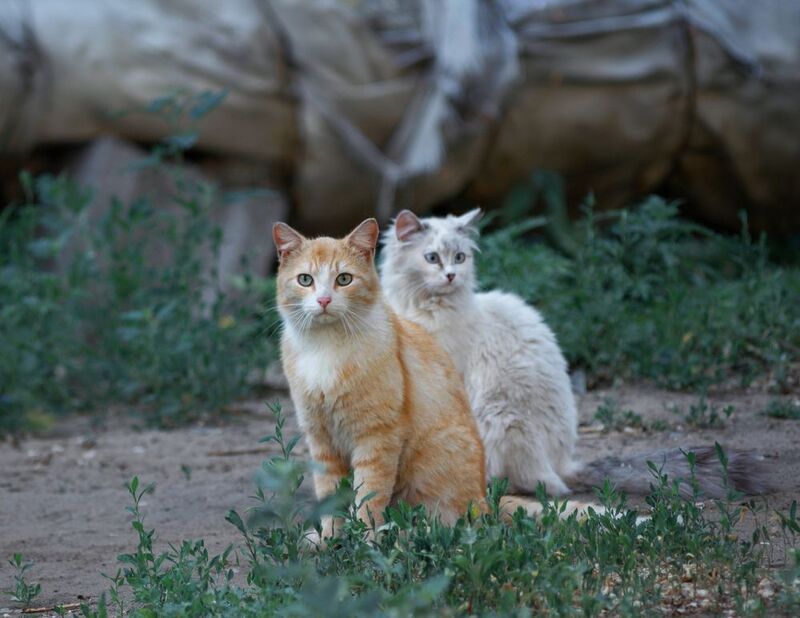 дворовые, кошки Бонни и Клайд. фото превью