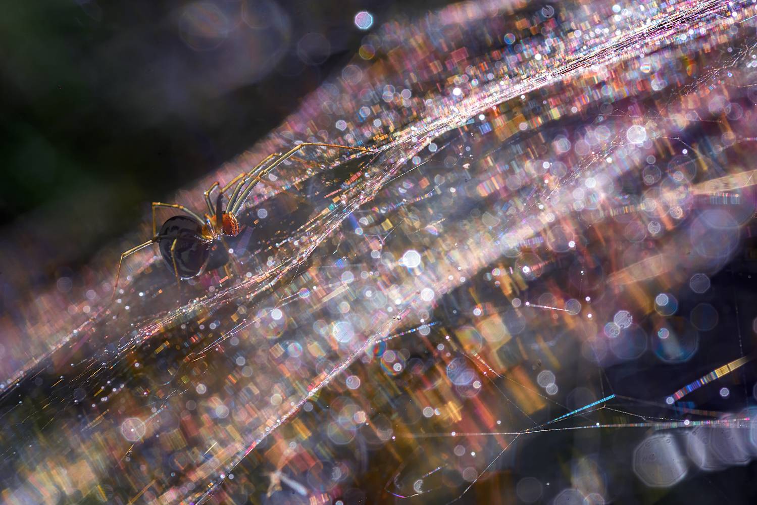 паук, паутина, капли, роса, мультиэкспозиция, Марина Мурашова