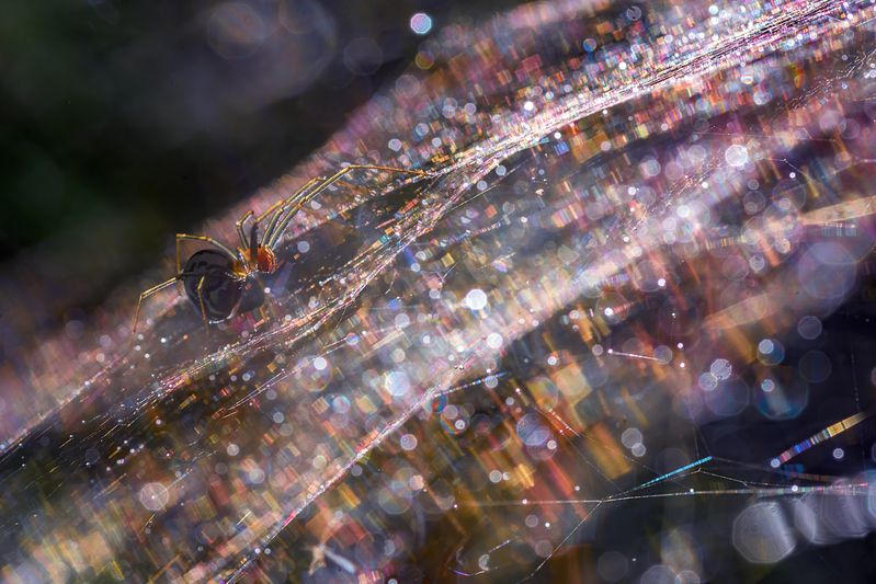 паук, паутина, капли, роса, мультиэкспозиция Микрокосмос или где-то в Галактике Паук фото превью