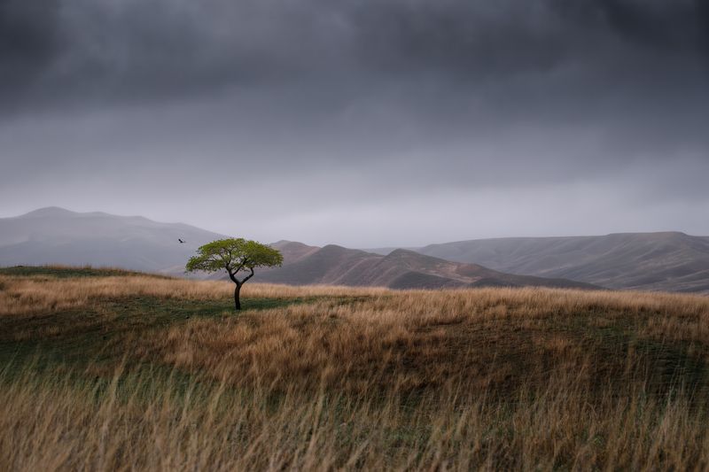 Lonely tree фото превью
