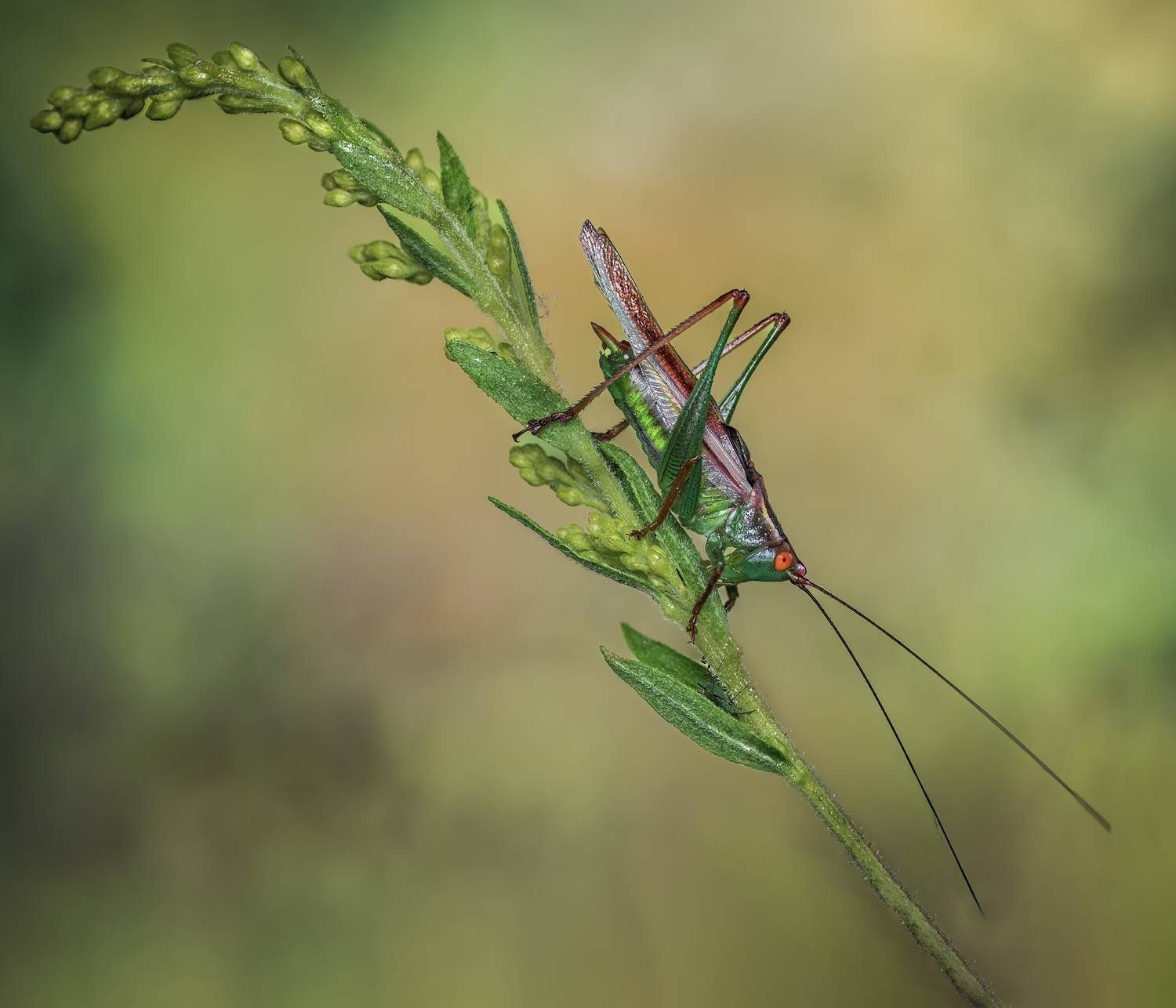 grasshopper, hopper, insect, macro, bug, grass, Atul Saluja