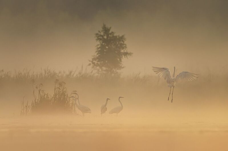Czapla biała w mglisty poranek фото превью