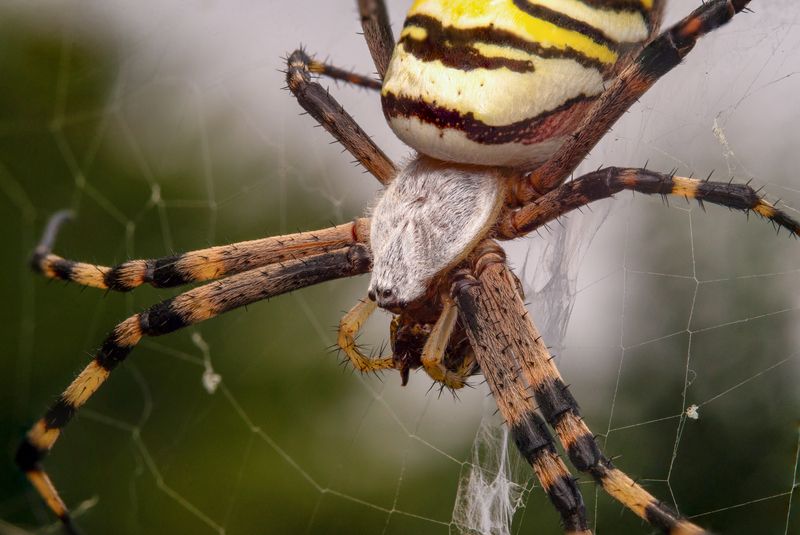Argiope bruennichi фото превью