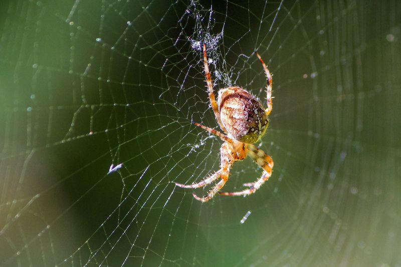 паук, обыкновенный крестовик, araneus diadematus Солнечный фото превью