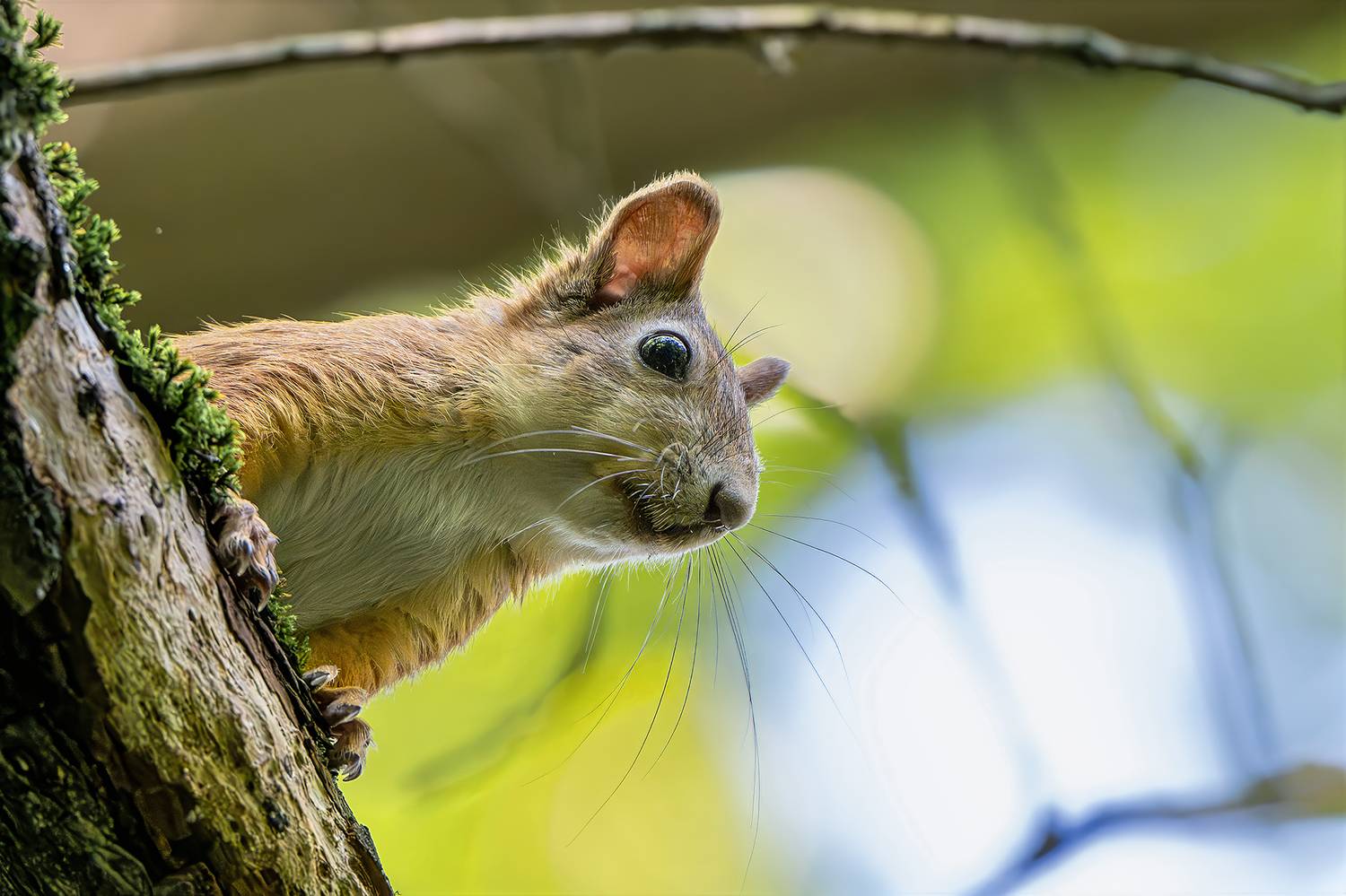 , Молодкин Дмитрий