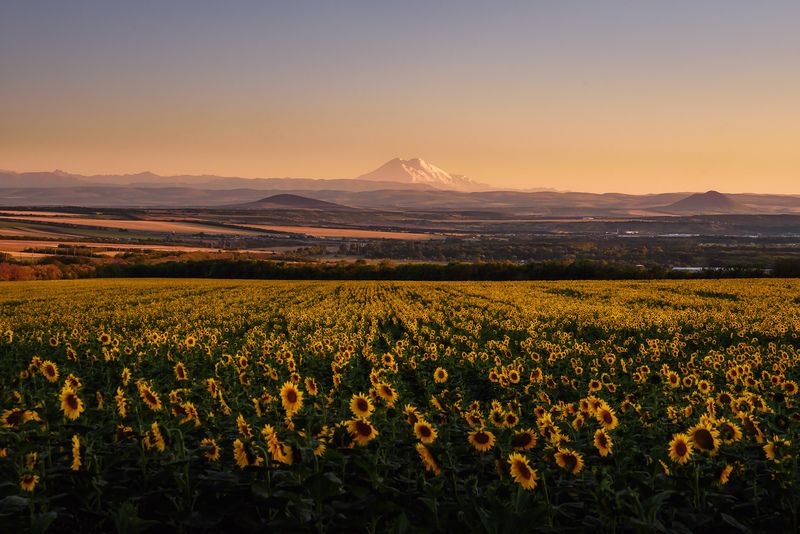 кавказ, кмв, кавказские минеральные воды, эльбрус, закат, поле, подсолнухи Ставропольские вечера фото превью