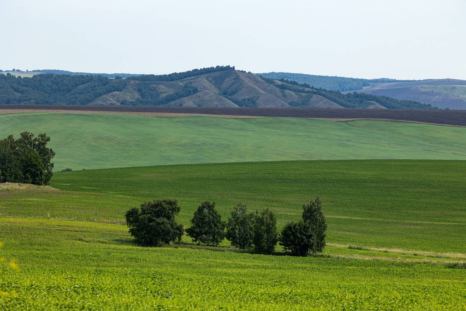 , Дмитрий Щепанов