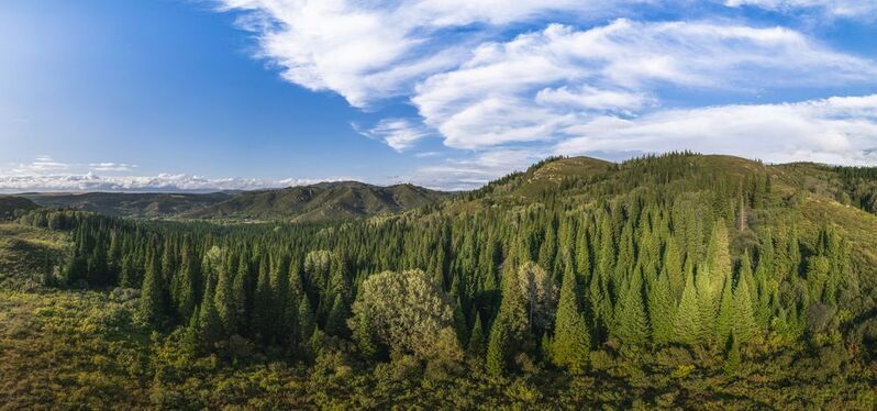 Алтай, лес, лето, горы Алтайский край фото превью