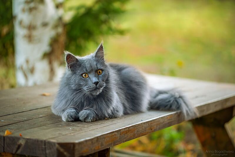 *** фото превью