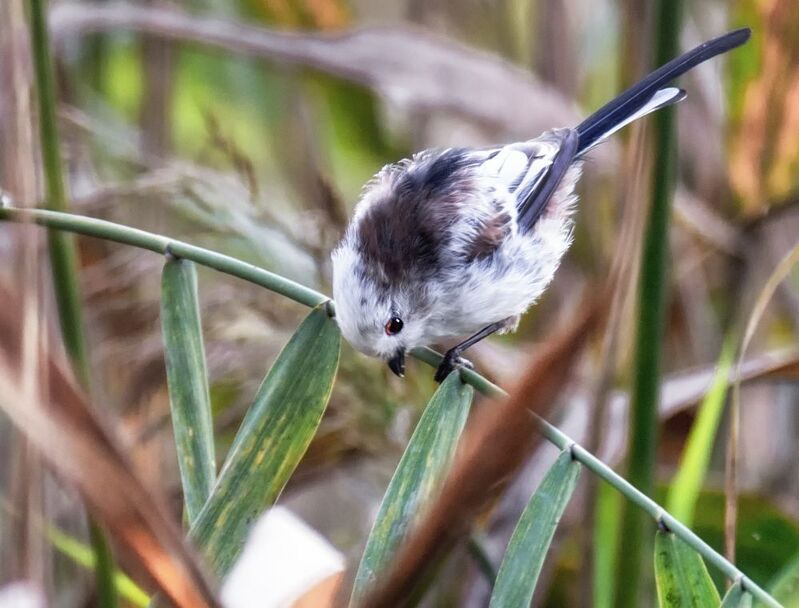 птица, ополовник, Ополовник. (2 ФОТО) фото превью