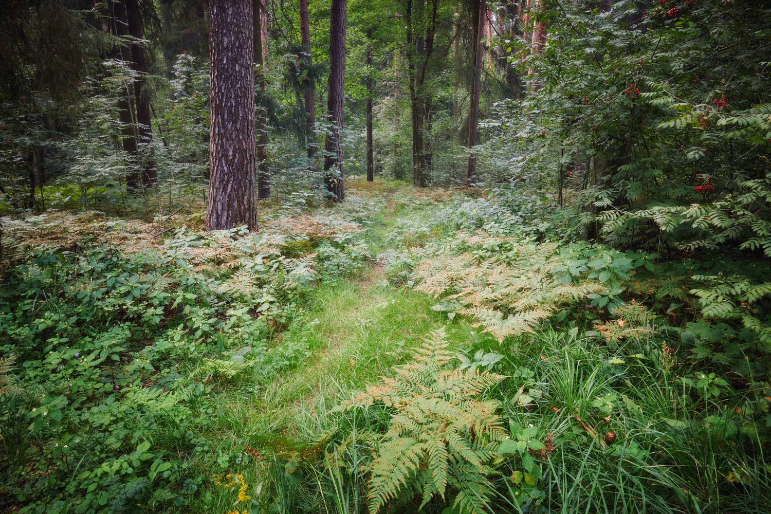 лес, деревья, листва,, Валерий Вождаев