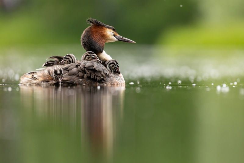 чомга, птицы, поганка, большая поганка, птенцы Глазки скорее сомкни, Спи, моя радость, усни! фото превью