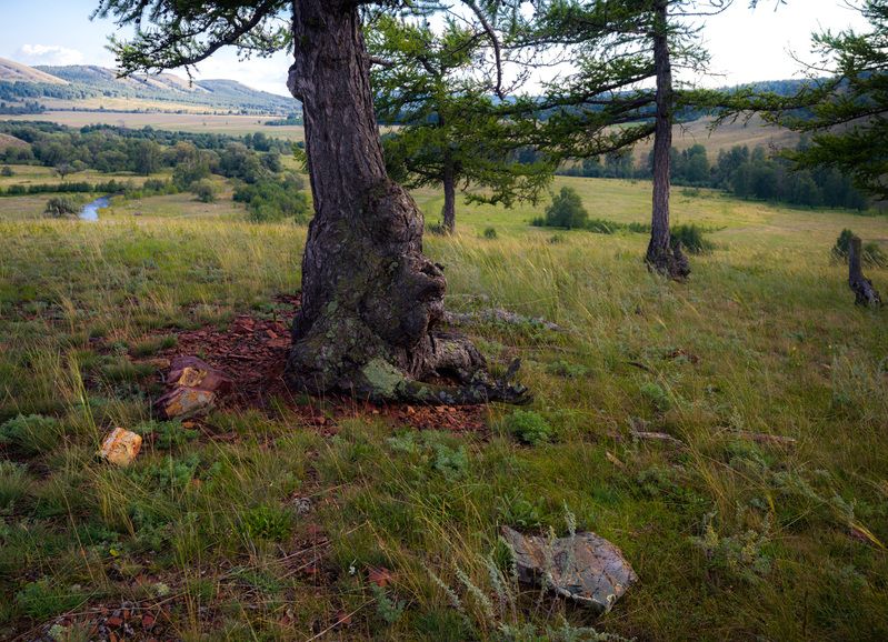 чуднО-приветливое дерево фото превью