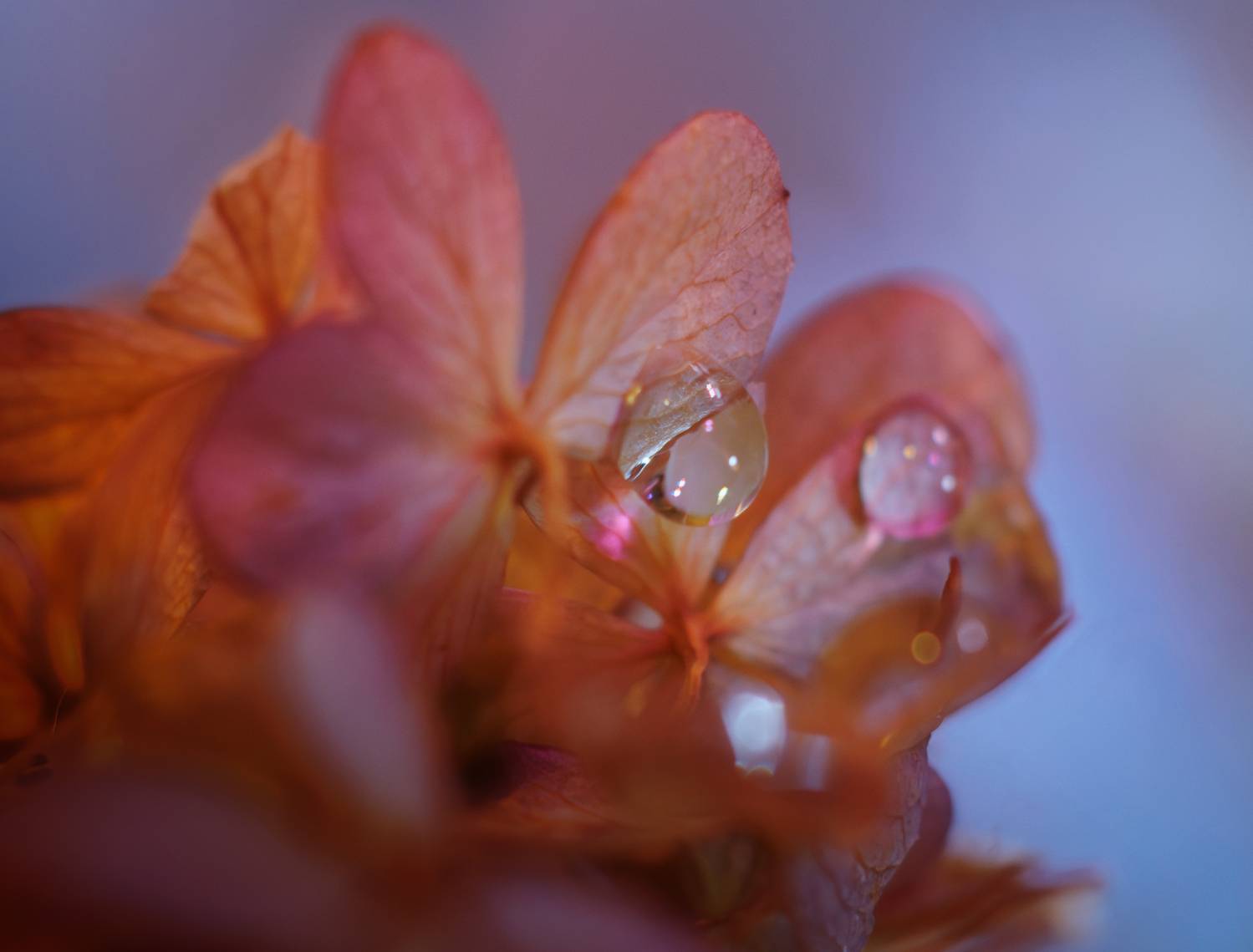 цветок гортензия капли отражение , Светлана Холодняк