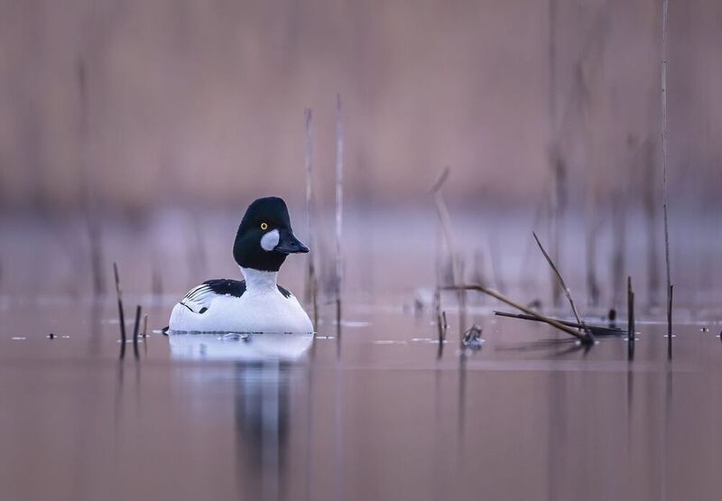 Gągoł фото превью