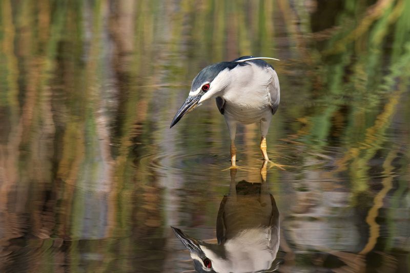 *Ах! Какая же я ненаглядная... фото превью