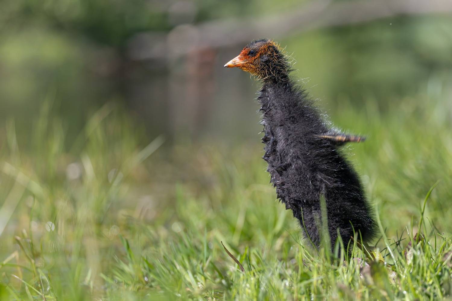 птицы, лысуха, птенец, лысенок, лысята, Руслан Pl