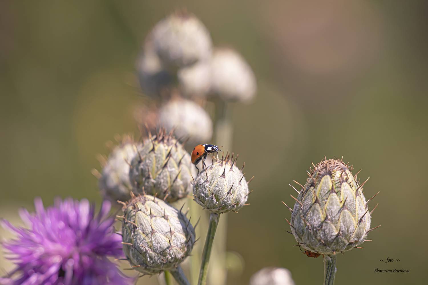 , Бурикова Екатерина