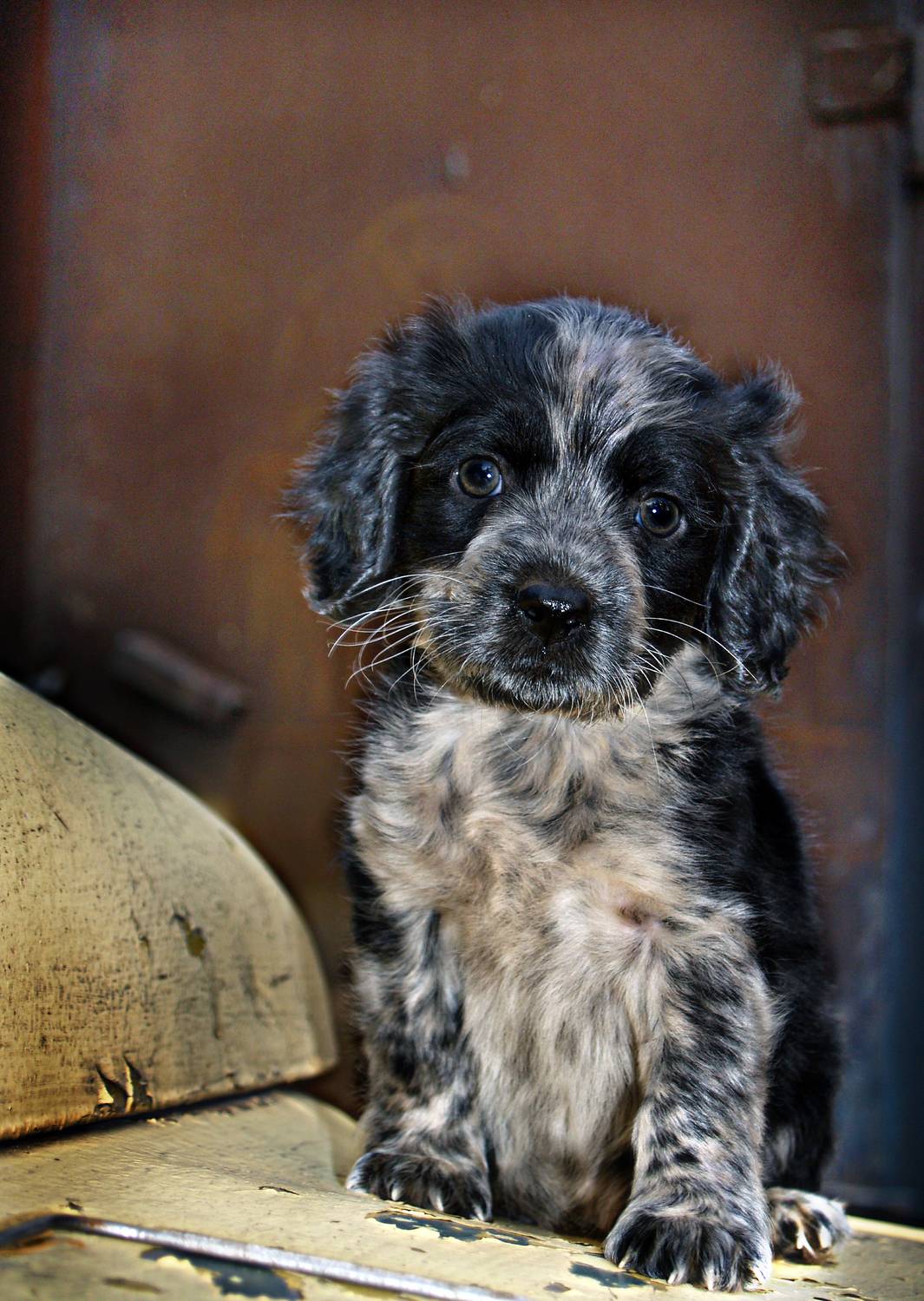 abashkin sergey, абашкин сергей, собака, кутёнок, щенок, Абашкин Сергей