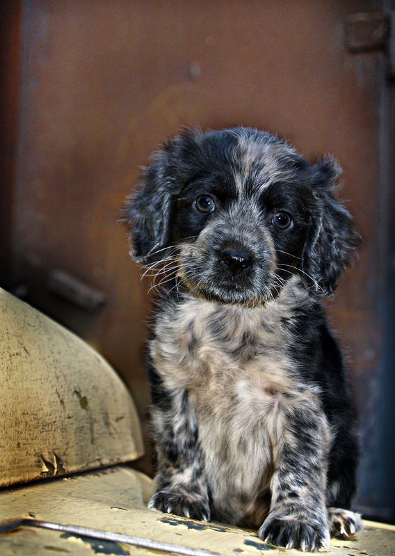 abashkin sergey, абашкин сергей, собака, кутёнок, щенок  фото превью