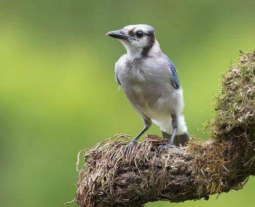 Blue Jay, Juvenile - Молодая Голубая Сойка