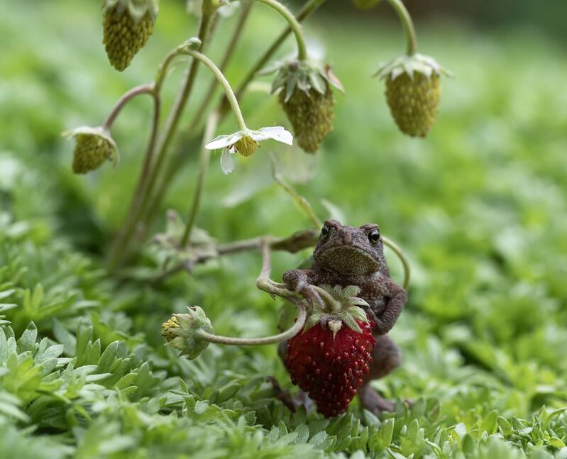 жаба, земляника Чудо земляничное) фото превью